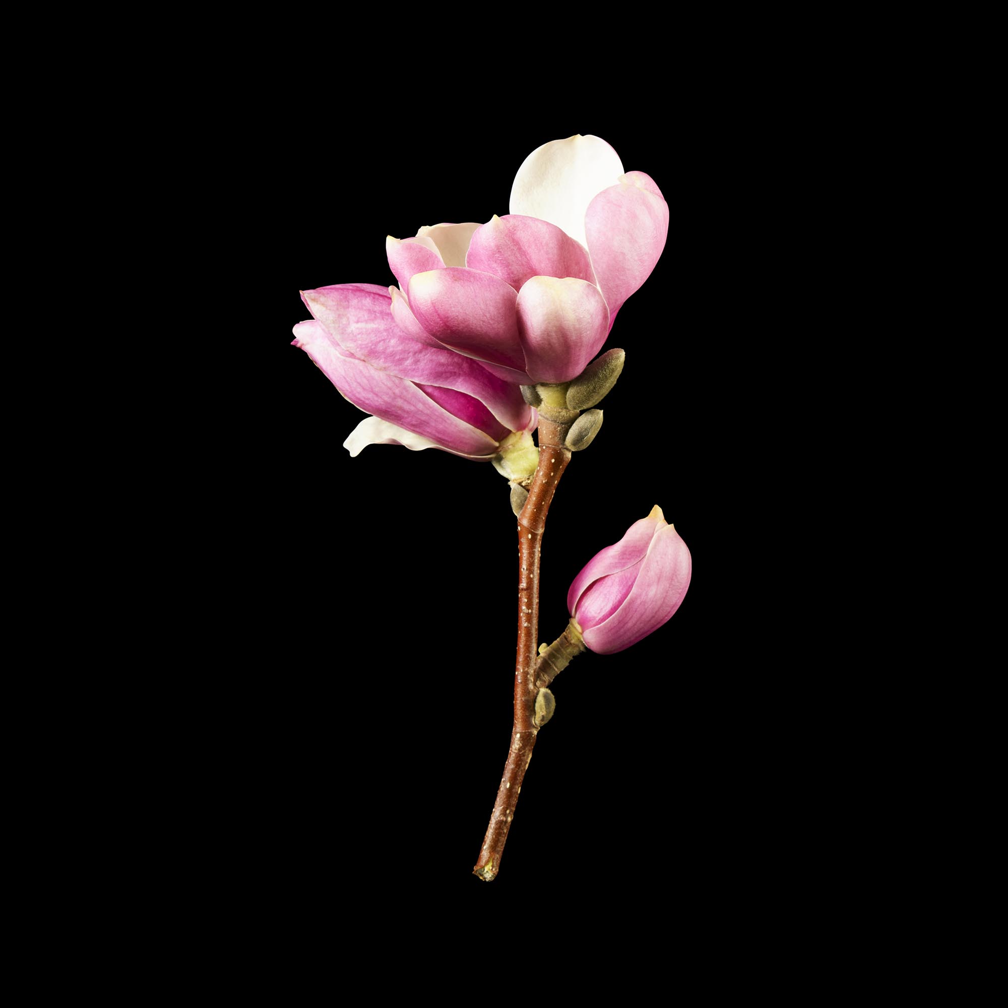 Ingredients_Magnolia