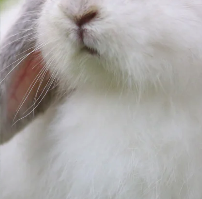 cruelty_free